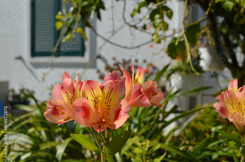 Fleurs de Jardim