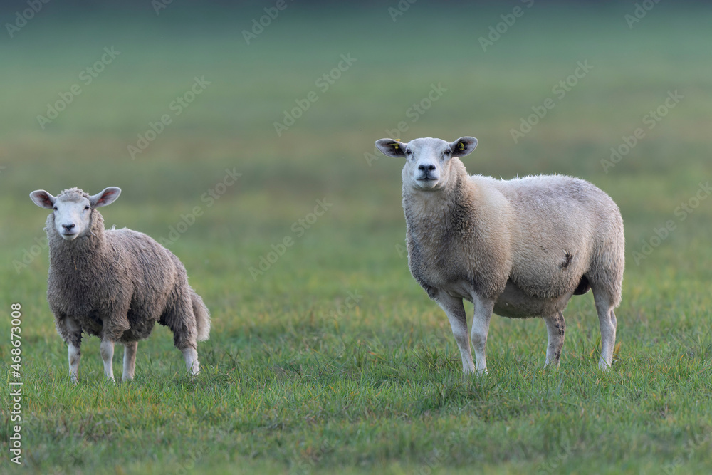 grazing sheep on farmland, looking at camera grazing sheep on farmland, looking at camera