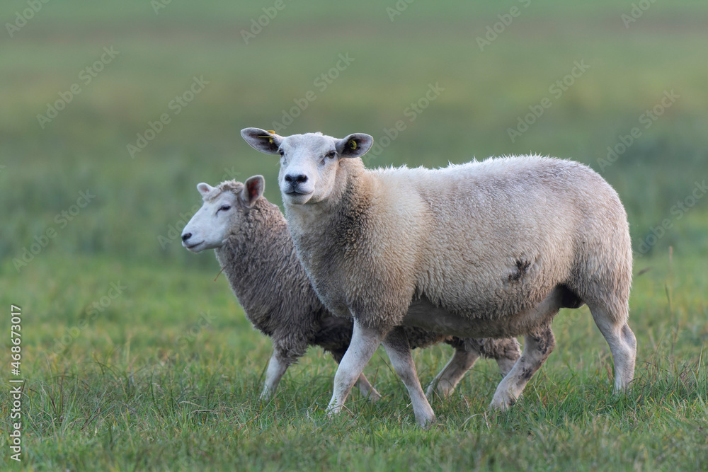 grazing sheep on farmland, looking at camera grazing sheep on farmland, looking at camera