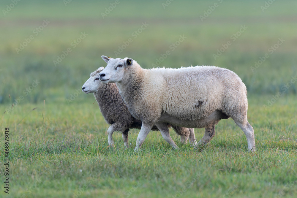 grazing sheep on farmland, looking at camera grazing sheep on farmland, looking at camera