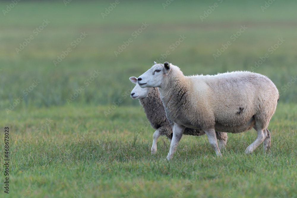 grazing sheep on farmland, looking at camera grazing sheep on farmland, looking at camera