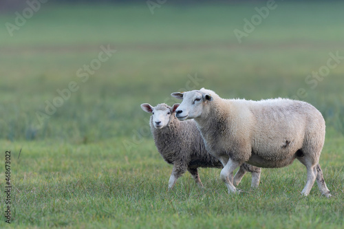 grazing sheep on farmland, looking at camera © denis