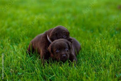 puppy in grass