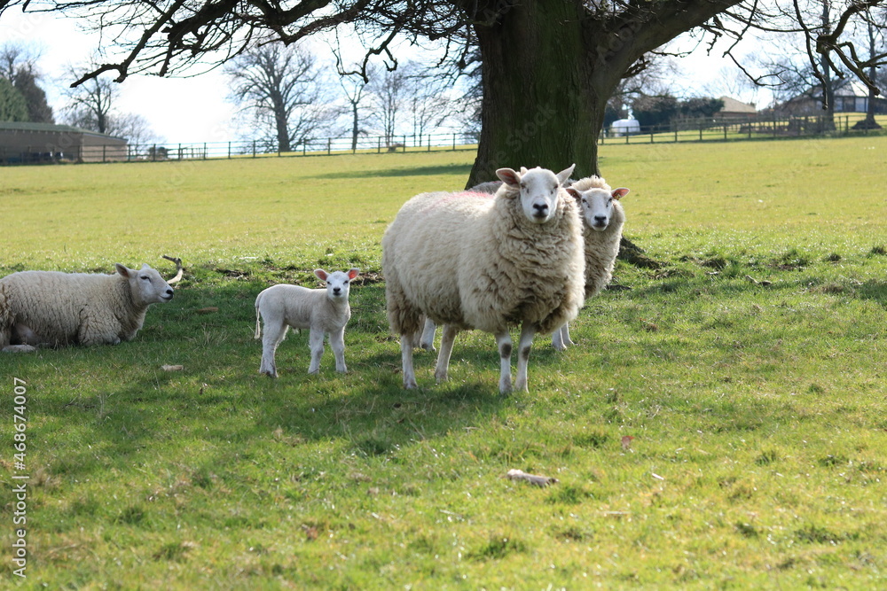 Fototapeta premium Baby sheep 