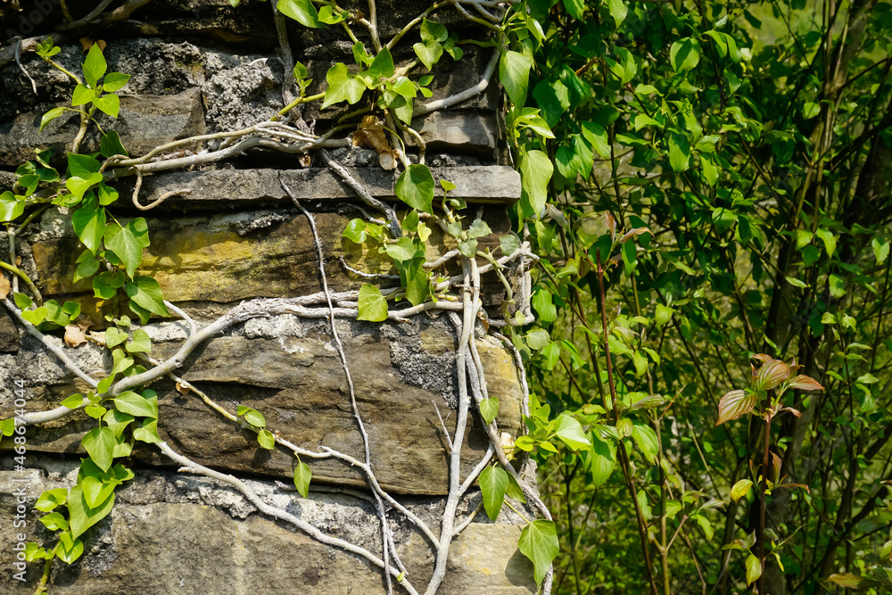Plants fill the brick wall, background Plants fill the brick wall, background