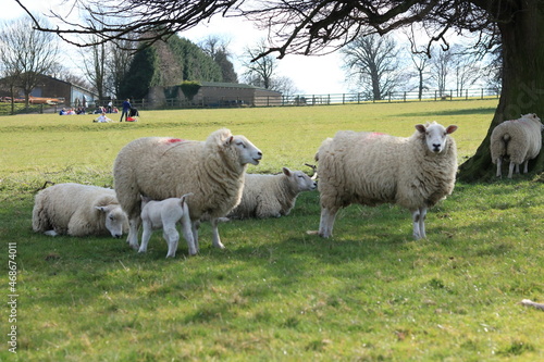 Sheep at the field