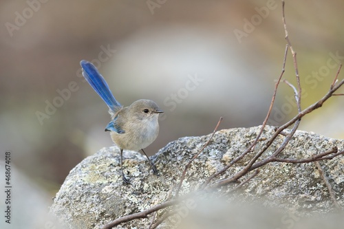 An adult female Splendid Fairywren (Malurus splendens) perched on a rock.