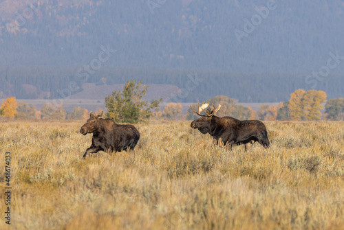 Bull and Cow Moose Rutting in Autumn in Wyoming