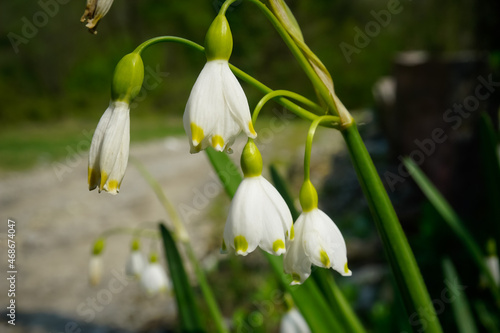 Beautiful flowers bloom in spring © Pavel