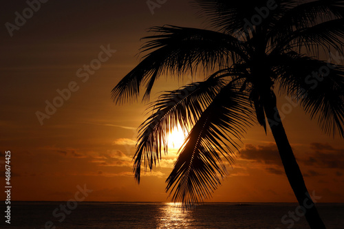 Black silhouette of coconut palm tree on sea and sunset sky background. Tropical beach, sun in shining through palm leaves, paradise nature