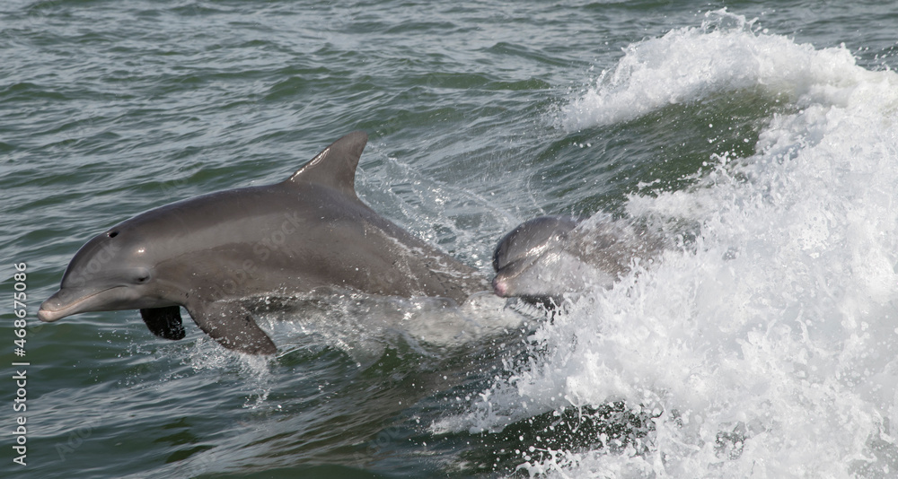 Obraz premium two dolphins jumping