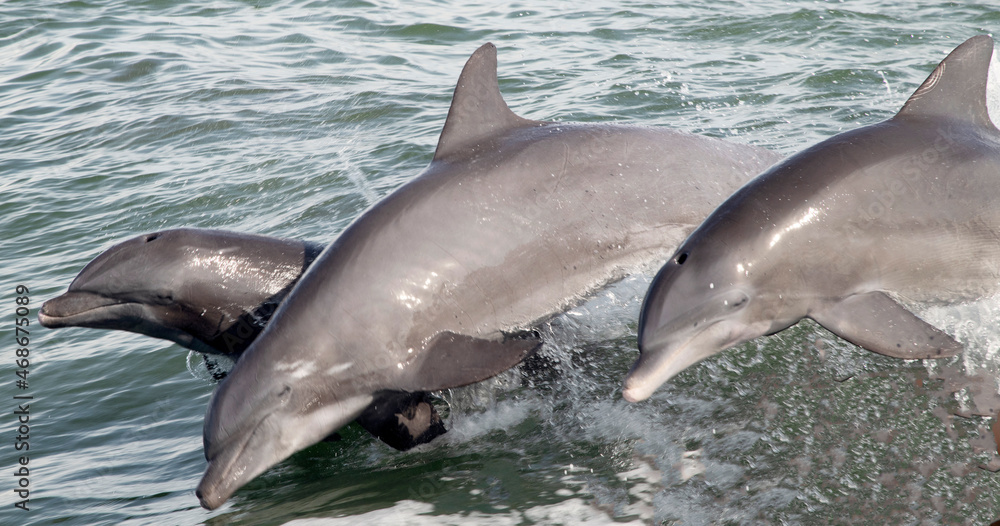 Fototapeta premium pair of dolphins