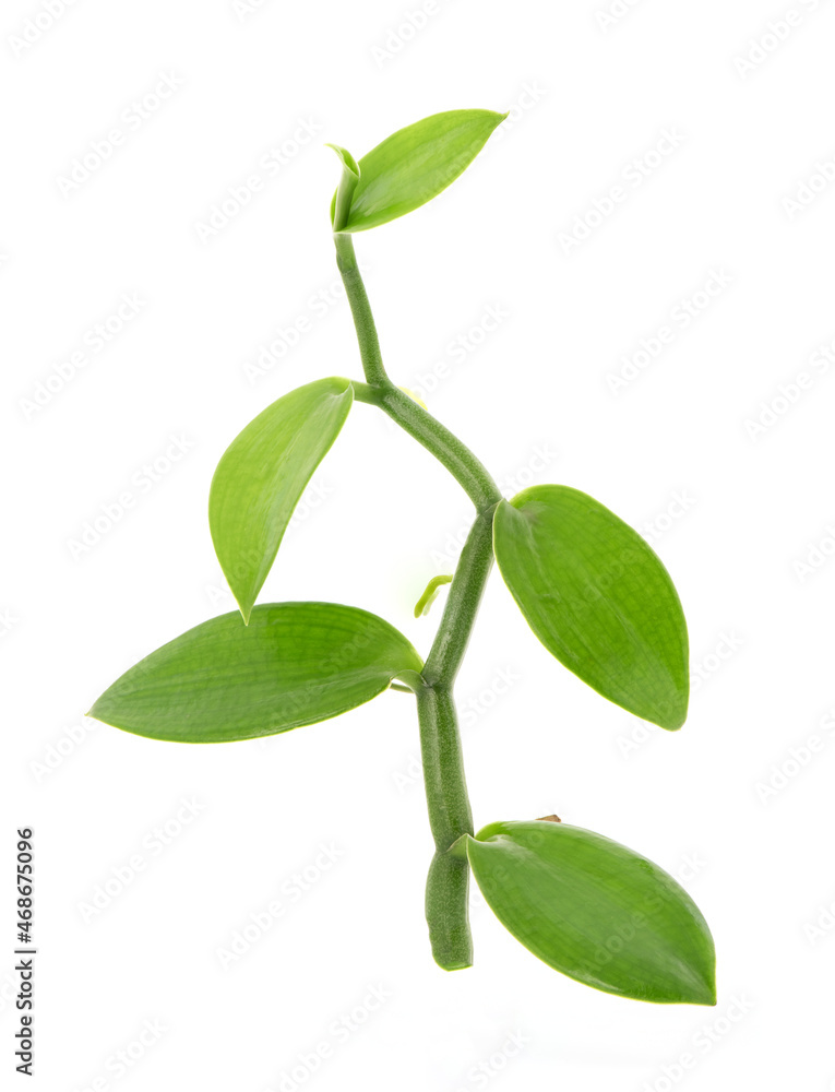 Vanilla branch green leaves isolated on white background.