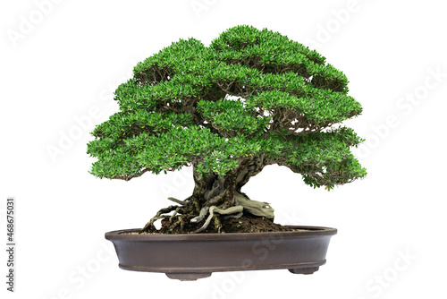 Bonsai tree isolated on white background with clipping path.