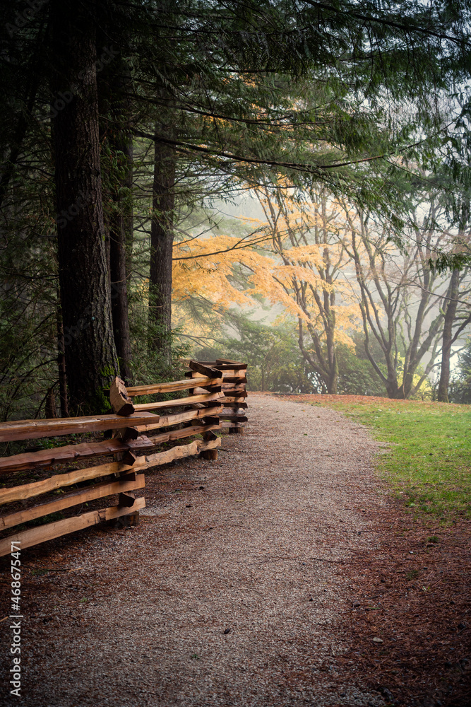 rural cedar fence in the forest with autumn trees in the fog or mist rural cedar fence in the forest with autumn trees in the fog or mist