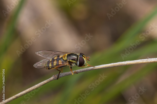 An adult Common Hover Fly (Melangyna viridiceps) is 4-10 mm long and has a dark flattened body with black and yellow markings. photo