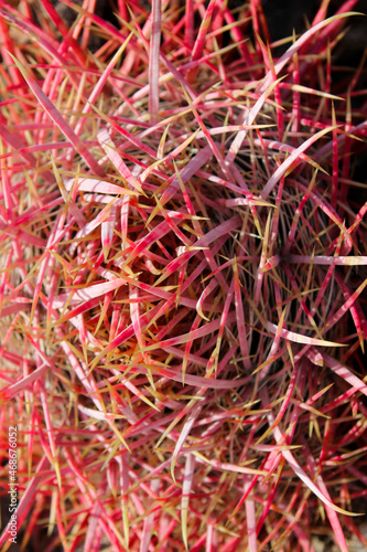 The center of a red cactus.