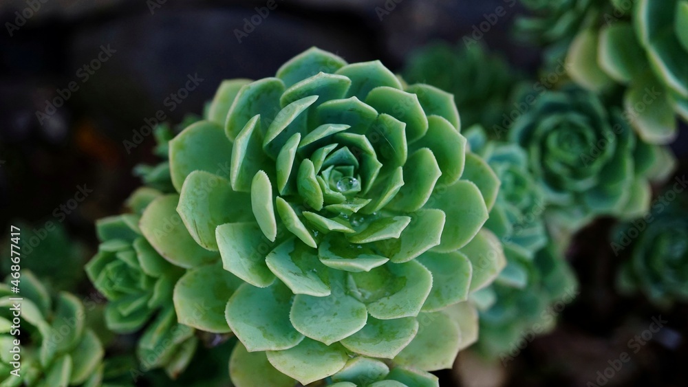 Succulents on stone Succulents on stone