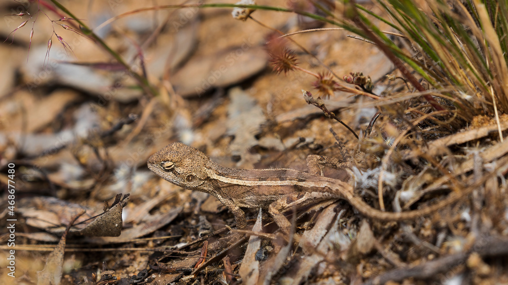 A small brown lizard of the Australian arid regions known as a Mallee Military Dragon (Ctenophorus fordi). 