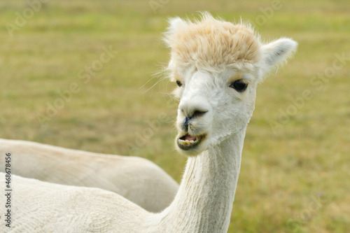 Alpaca Animal Close Up Of Head Funny Hair Cut And Chewing Action. farm © valeri