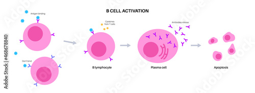 B cell activation