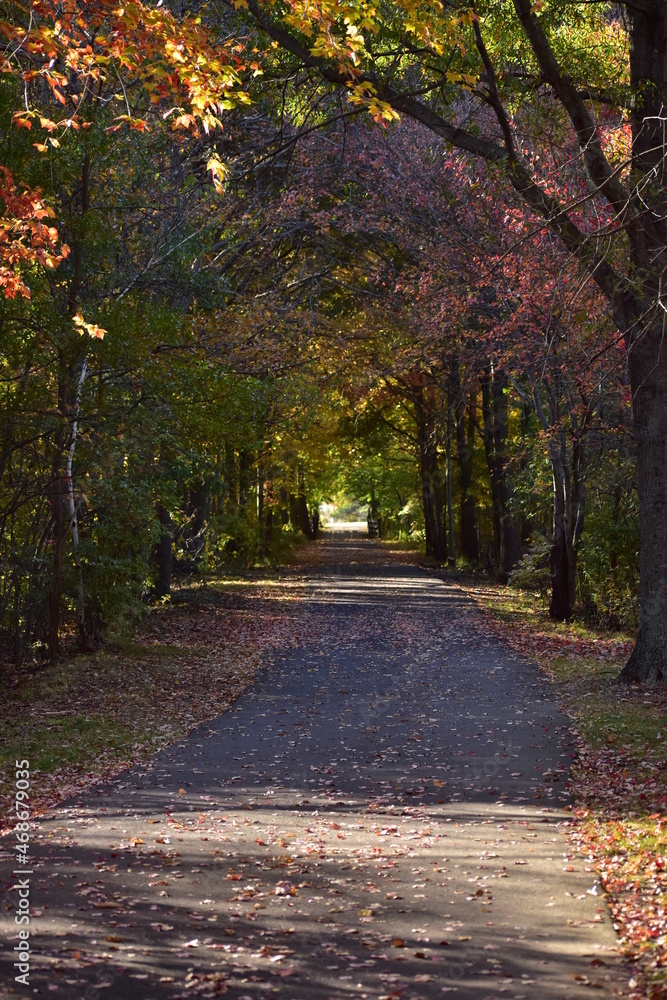Naklejka premium Autumn leaves on the bike path