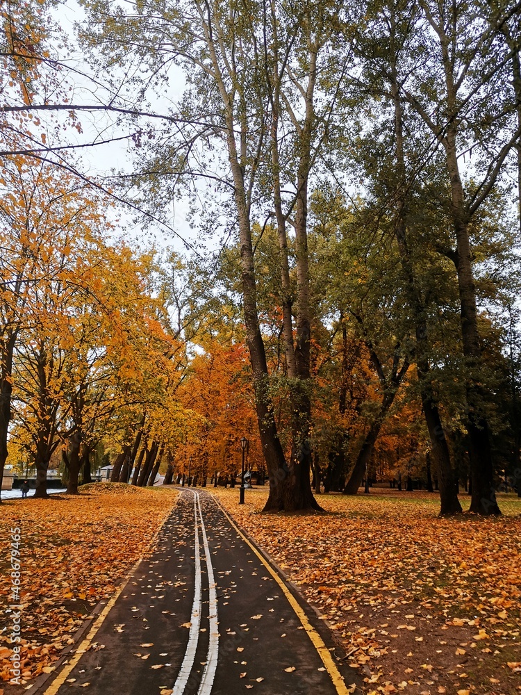 Fototapeta premium autumn in the park