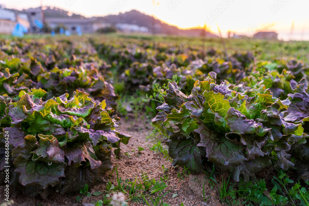 Obraz premium Purple lettuces