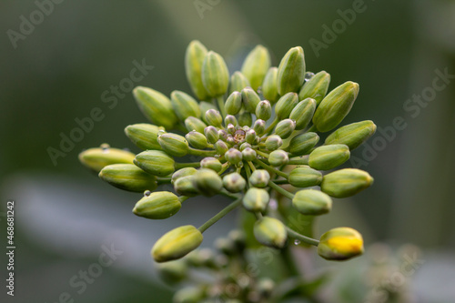 A rape seed plant with rainwater droplets on its flower buds - stock photo