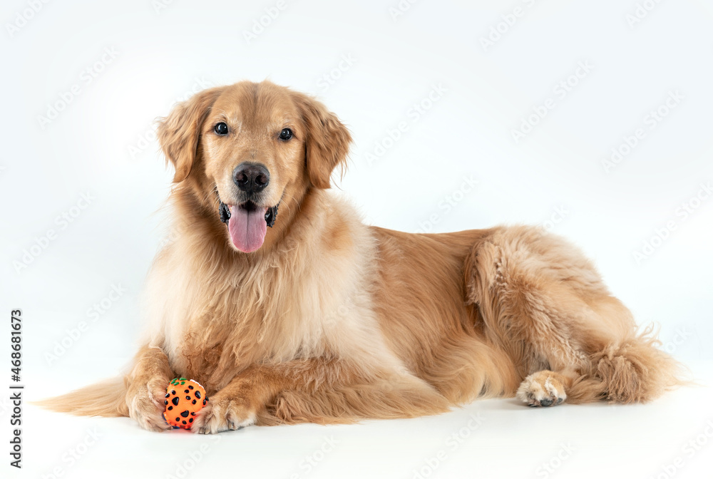beautiful golden retriever dog lying down holding a pet toy and looking at camera on white background