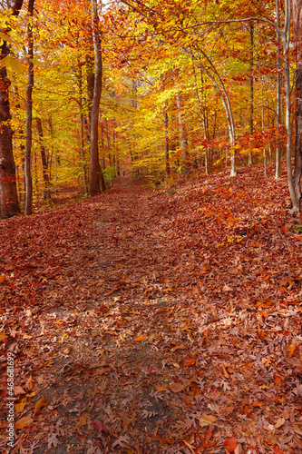 Pathway in the colorful autumn forest with a person walking wearing a red jacket in far background