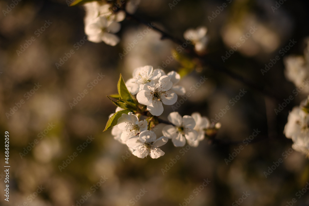 Tree blossom in Spring