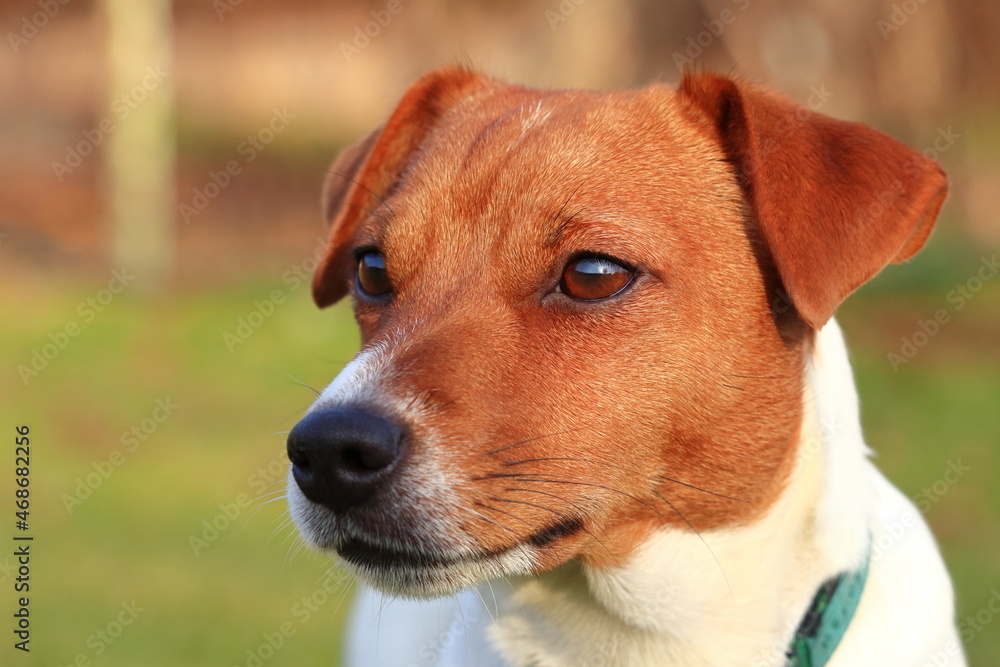 Jack Russel Terrier (JRT)