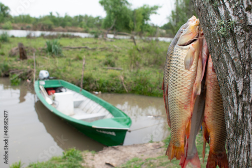 Pesca rio Paraná , Buenos Aires , Argentina photo