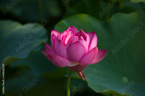 Close up of a pink lotus flower head