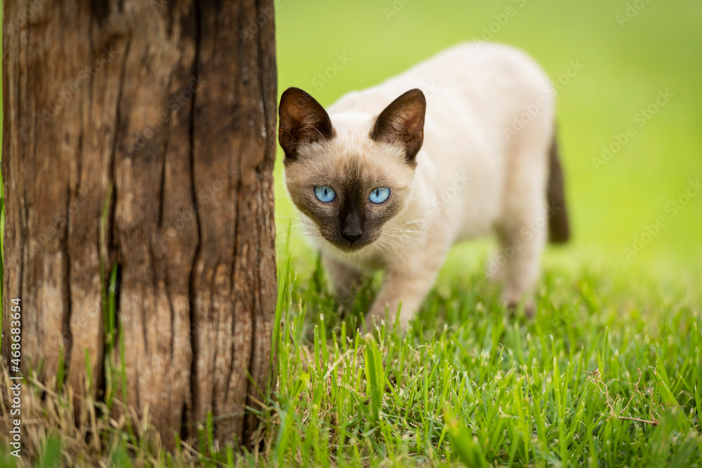 Cat, Gato, Olhos Azuis, Azul, Blue, White Cat
