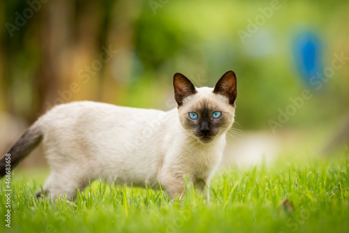 Cat, Gato, Olhos Azuis, Azul, Blue, White Cat