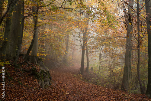View of beautiful trees in autumnal forest by foggy day