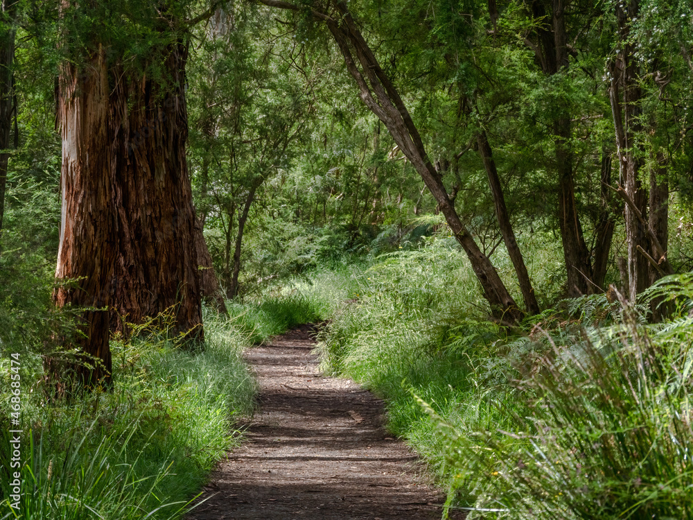 Obraz premium Spring Green Trail