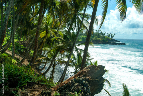 Palm trees at rocky beach