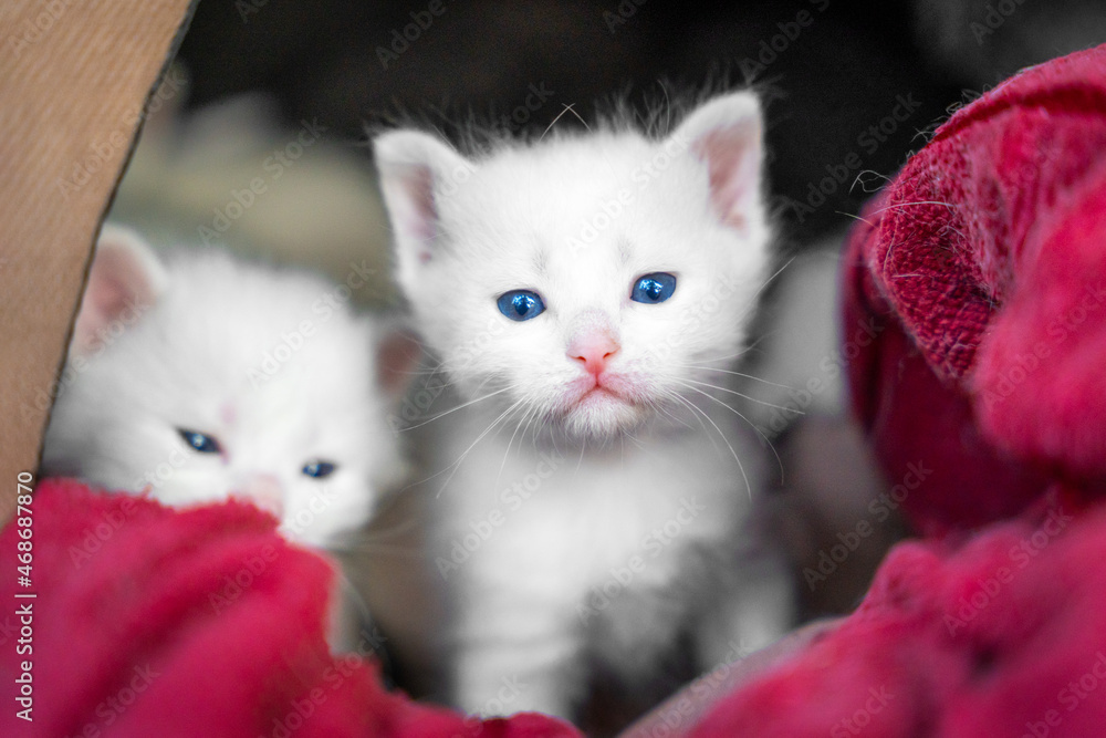 Lovely white fluffy kittens with blue eyes have just woken up and sleepily look out of cozy pet house, lying among warm blanket. Baby animals are exploring a big new world around.