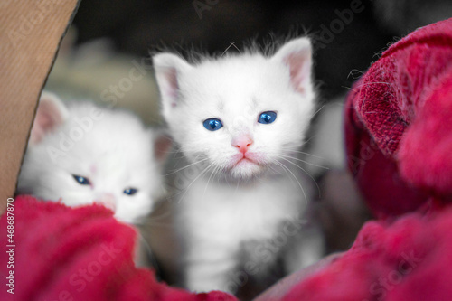 Lovely white fluffy kittens with blue eyes have just woken up and sleepily look out of cozy pet house, lying among warm blanket. Baby animals are exploring a big new world around.