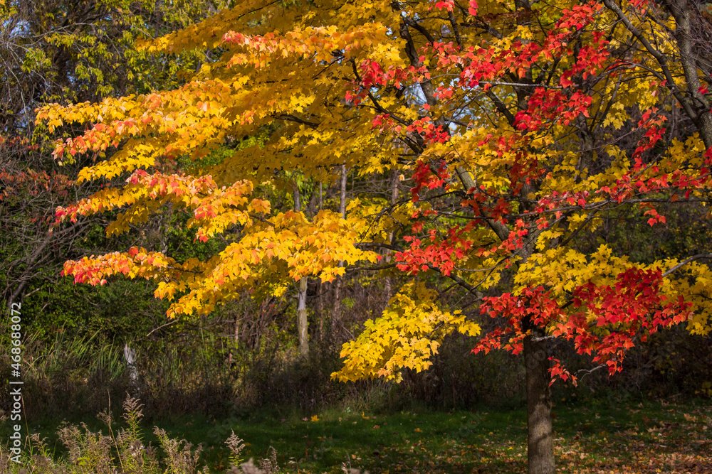 Naklejka premium Acer saccharum, the sugar maple