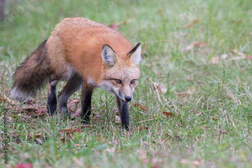  young red fox in autumn