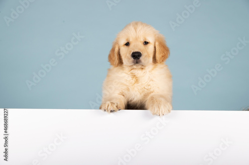 8 week old golden retriever puppy dog with paws on a blank, white sign for a message photo