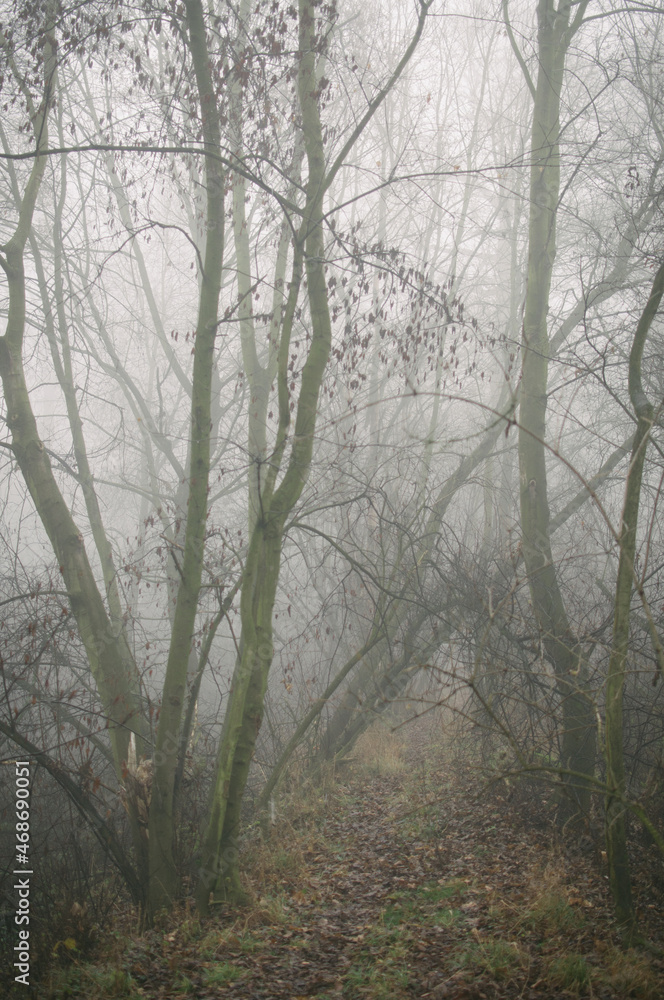 Obraz premium Hiking in the woods, exploring Vysocina - Highlands