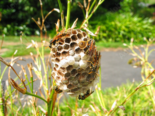 Paper wasps (Vespidae) building a new nest.