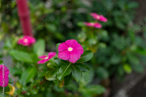 pink flower