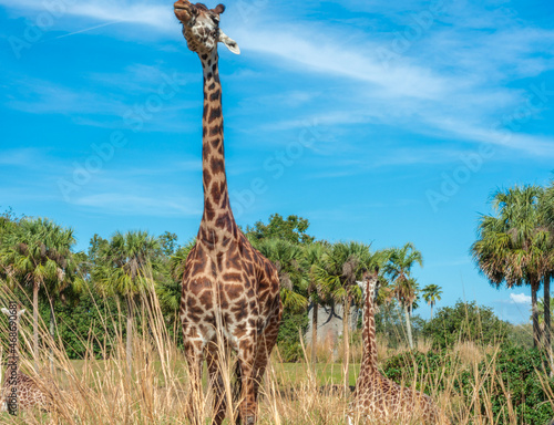 Sticker giraffe in the savannah
