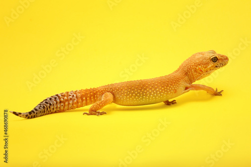 Leopard Gecko on yellow background.Leopard gecko lizard, close up macro.A cropped view of a yellow and orange spotted leopard gecko on yellow background